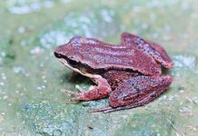 江蘇宜興首次發現珍稀野生動物凹耳蛙
