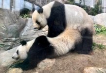 盈盈樂樂3天「閉關造B」失敗需人工受孕   海洋公園熊貓館今重開