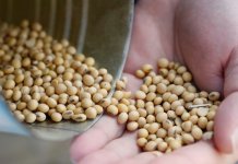 中美角力  據報中國已暫停採購美國大豆