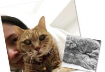郭羨妮17歲老貓離世：心裏缺了一塊