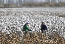 【中美角力】美媒指美國考慮禁新疆棉製品