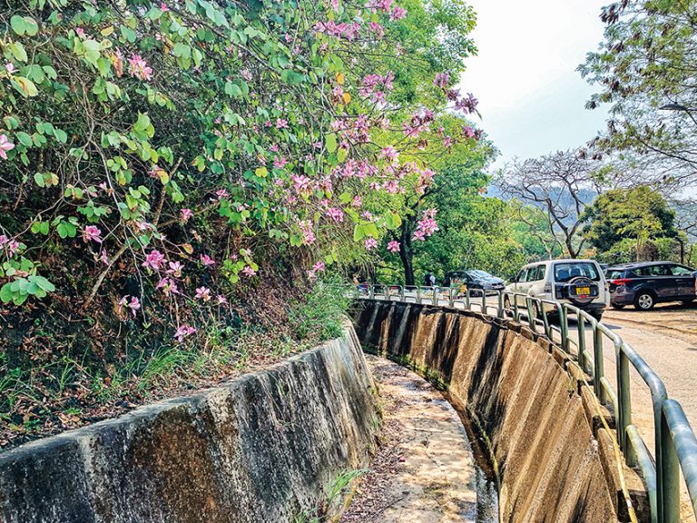 雷公田一帶的引水道可欣賞到洋紫荊、洋蹄甲、木棉和禾花雀花的開花盛況。