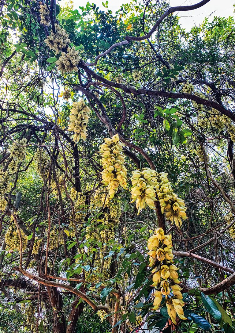 一串串的禾花雀花從樹枝垂下來，成
為影友的拍攝對象。
