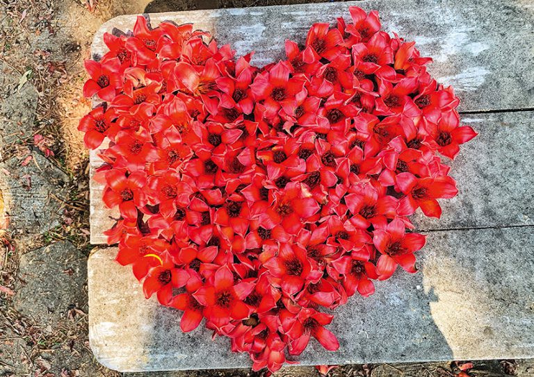 木棉花季時，有心的山友將花堆成心形，很有愛呢！