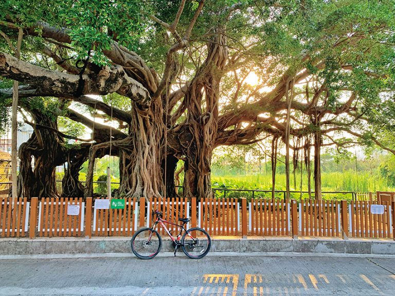 位於水尾村的樹屋，老榕樹包圍着一間石屋而生長，直徑為6
米，是香港之最。