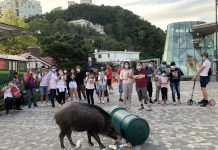 野生動物頻闖市區傷人　冼國林促重新成立野豬隊
