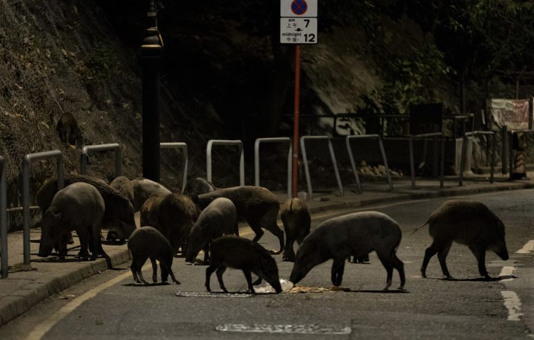 漁護署由上月至今已人道毀滅了在市區捕獲的28頭野豬。