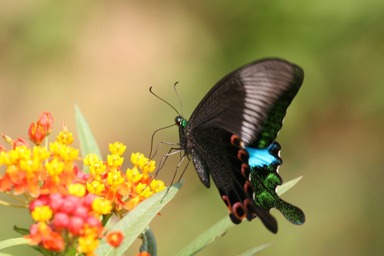 集水區的良好生態環境，孕育出很多不同品種的昆蟲和小動物，圖為巴黎翠鳳蝶。