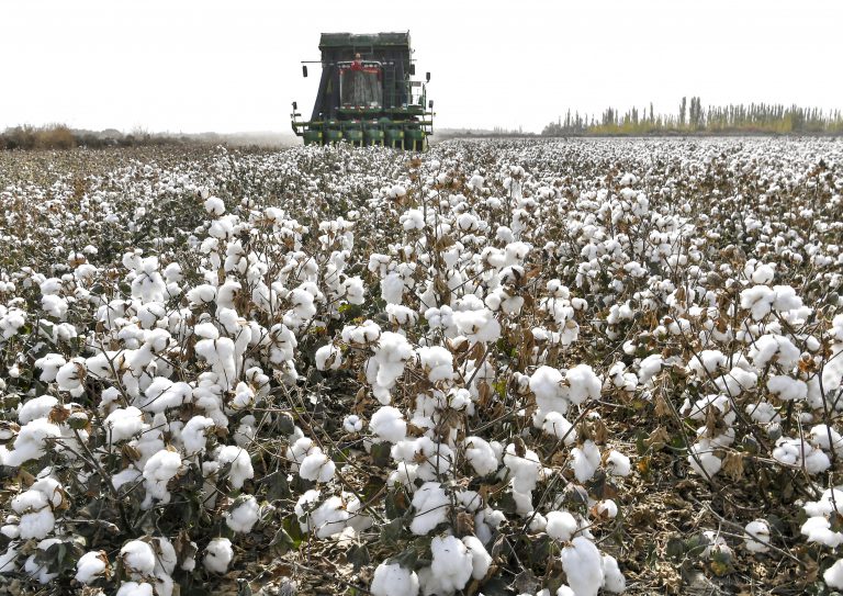 新疆棉花種值被指涉及強迫勞動。﹙中新社﹚