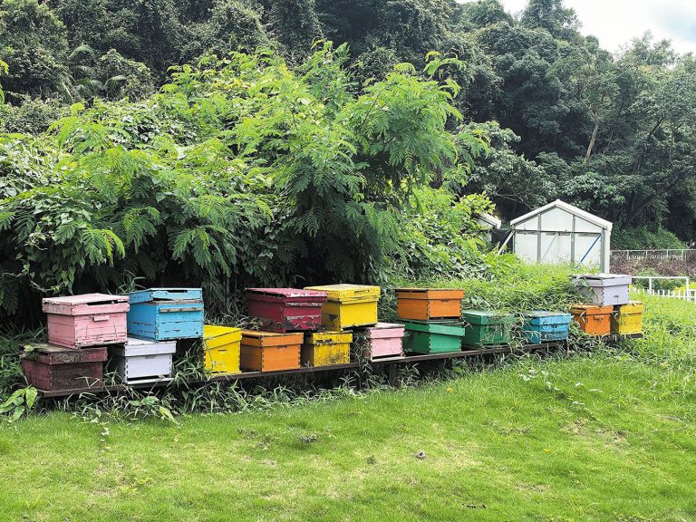彩虹蜜蜂箱是遊人拍照的熱門背景。