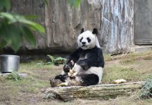 已屆人類105歲高齡　海洋公園35歲大熊貓「安安」今晨安樂死