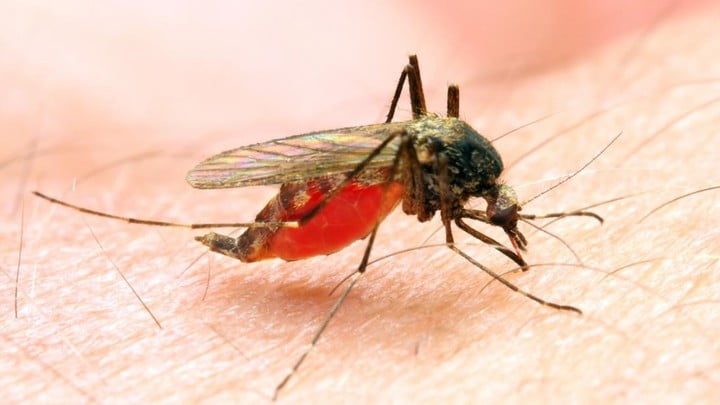 許樹昌表示，瘧疾不會人傳人，但會由蚊蟲傳播。
