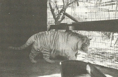 「虎王」於1974年被射殺。