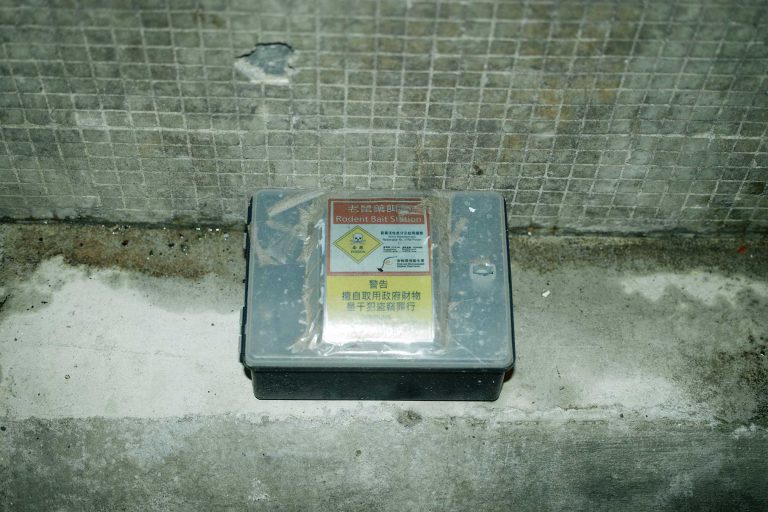 食環署在紅磡一帶的後巷放置老鼠藥餌盒。