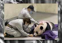 台灣大熊貓‘’團團‘’離世，顯露出政客醜惡和人民的善良　文：謝悅漢