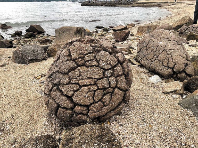 在連島沙洲沿岸滿布的菠蘿包石，原是受到不同程度風化侵蝕的火成岩。
