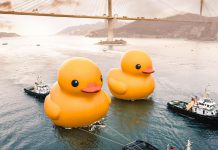 黃鴨帶來歡樂療癒心靈　香港需要更多正能量