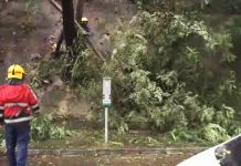 颱風下跑馬地樹枝倒塌　2名清潔工人頭部受傷
