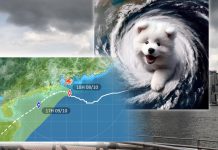 應對「小犬」對香港旅遊形象造成災難性影響？　文：文 武