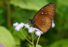 環團調查發現　四個傳統地點越冬斑蝶數量急降