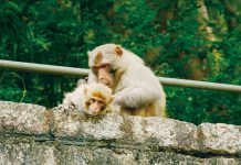 【致命危機】（1）估計全港共有二千頭　野猴襲人播致命疱疹病毒　港府加強絕育　嚴控野猴數量