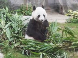 李家超明率楊潤雄赴四川　商討大熊貓到港安排