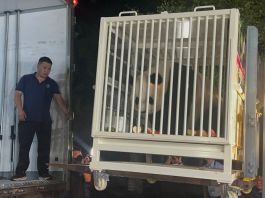 安安可可今日抵港　原飼養員依依不捨列隊歡送