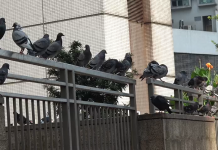 餵飼野鴿9月1日後不再作口頭警告　漁護署共發16張告票