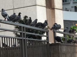 餵飼野鴿9月1日後不再作口頭警告　漁護署共發16張告票