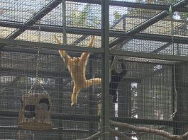 香港動植物公園累計9猴死亡1表現異常　政府召開緊急跨部門會議應對