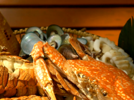 【灣區堅料話你知】珠海狂食攻略　猛料海鮮食過返尋味