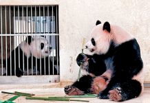 安安可可來港後首個繁殖季　海洋公園暫不安排交配