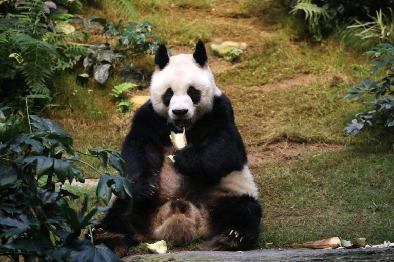 第一代大熊貓安安2022年7月21日在海洋公園內接受安樂死與世長辭,終年35歲 ,要由獸醫進行剖驗。(海洋公園圖片)