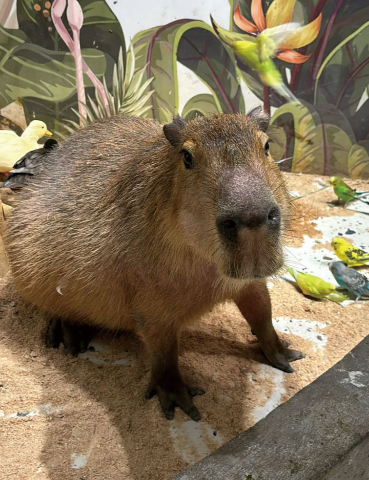 喜愛小動物可到「Lollypet萌寵樂園」探探超萌水豚。