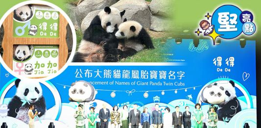 【堅亮點】街訪 | 港產大熊貓龍鳳胎獲新名　市民：寓意香港加油事事都得