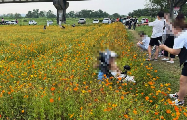 有遊人甚至連嬰兒車也推入花田內拍照,懶理花卉死活。(TVBS截圖)