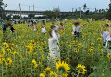 遊人缺德亂踐踏搶拍照　屏東景點「鐵橋花海」慘遭蹂躪