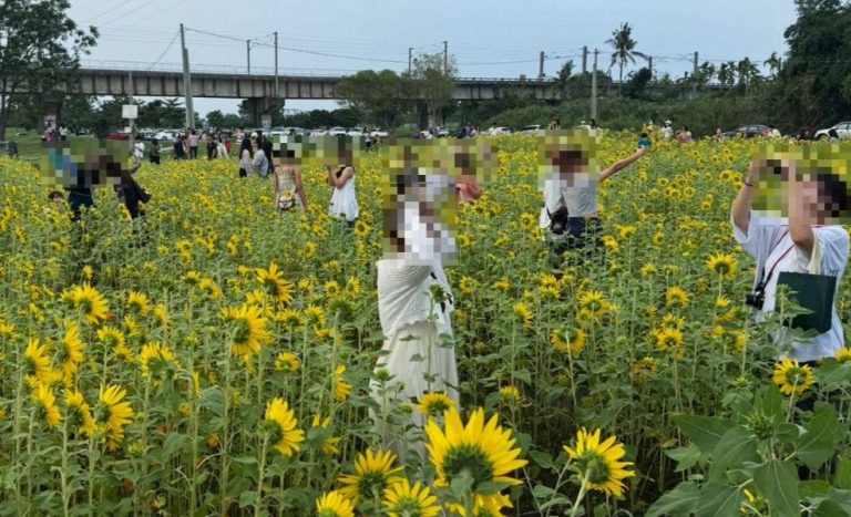 屏東景點「鐵橋花海」,竟變成摧花勝地。(TVBS截圖)