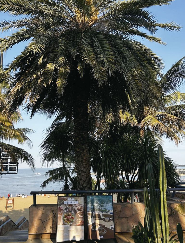 壯麗海景充滿熱帶風情。