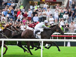 回歸28周年　馬場旅客入場創回歸賽馬日新高　M+博物館破開館單日紀錄